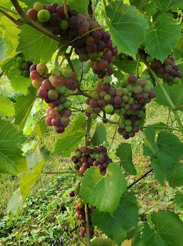 Marquette grapes.